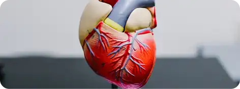 Your Heart, In Good Hands